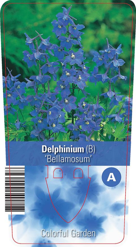 Delphinium 'Bellamosum'