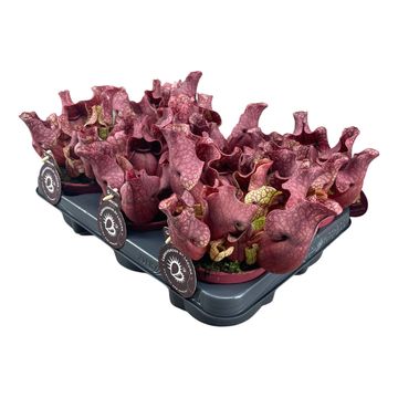 Sarracenia purpurea venosa 'Red'