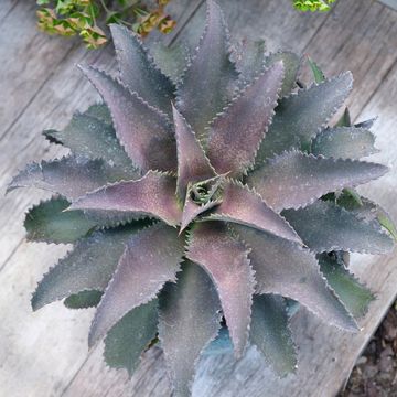 x Mangave 'Silver Fox'