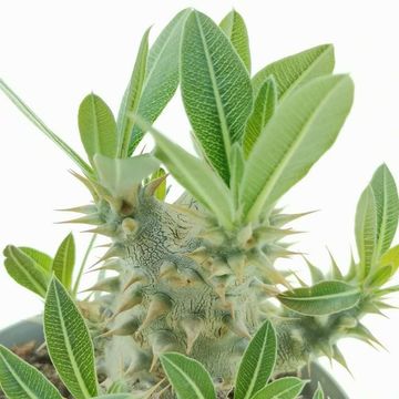 Pachypodium saundersii