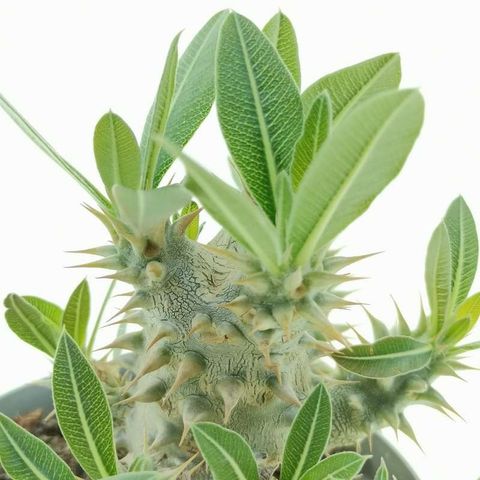 Pachypodium saundersii