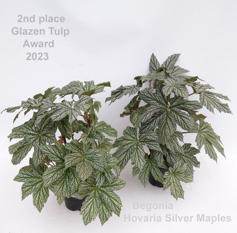 Begonia HOVARIA SILVER MAPLE