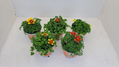 Bidens ferulifolia MIX