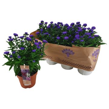 Aster SHOWMAKERS ENDLESS BLUE