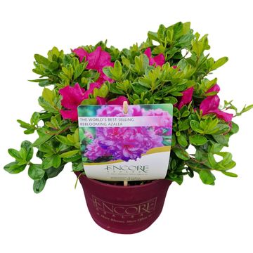 Rhododendron ENCORE AUTUMN MAJESTY