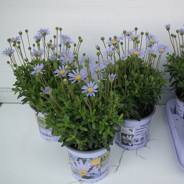 Felicia amelloides FELICITARA BLUE