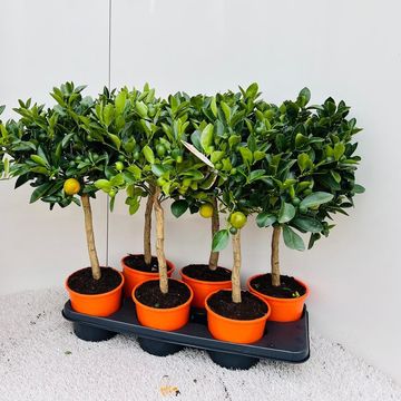 Citrus x microcarpa
