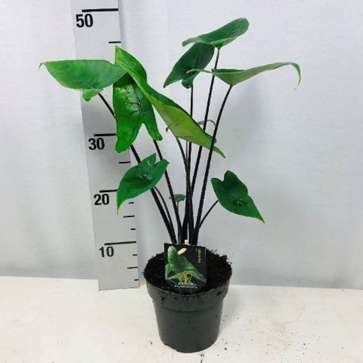 Alocasia 'Black Zebrina'  Plant Wholesale FlorAccess
