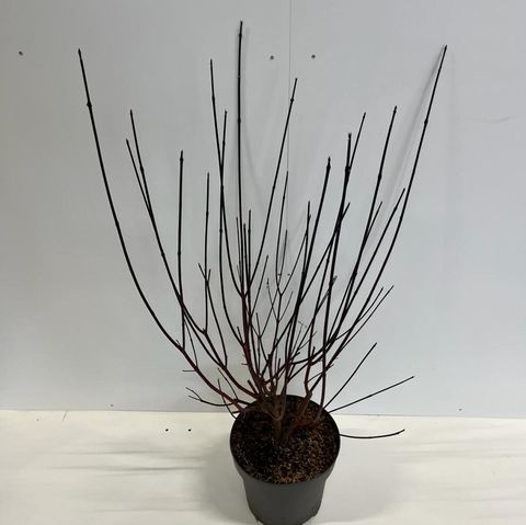 Cornus alba 'Kesselringii'