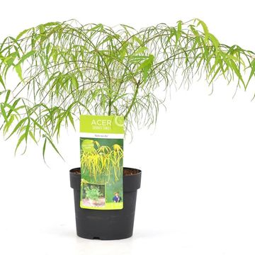 Acer palmatum 'Koto-no-ito'