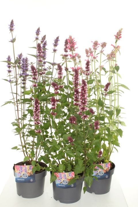 Agastache SUNNY SPARKS MIX