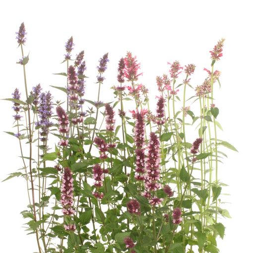 Agastache SUNNY SPARKS MIX