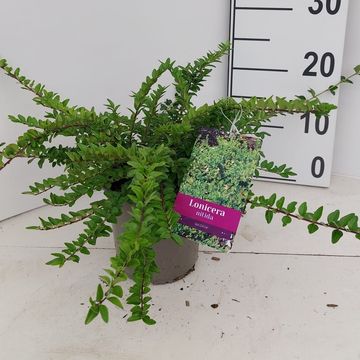 Lonicera nitida 'Maigrün'
