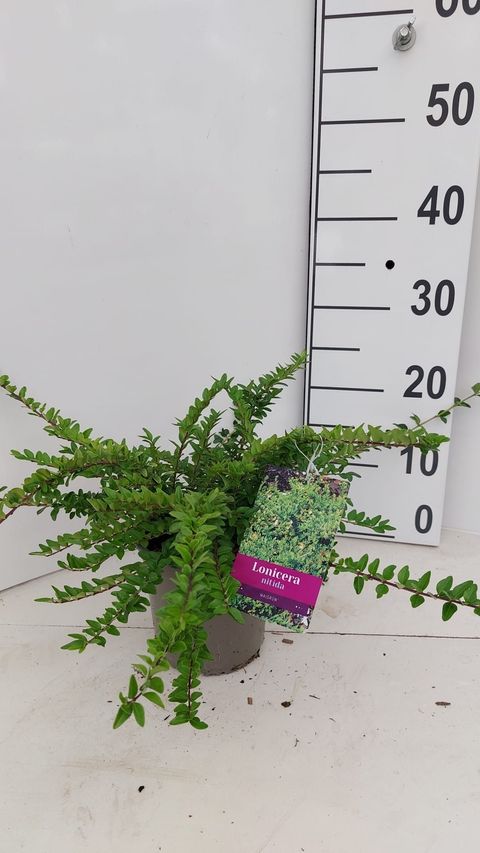 Lonicera nitida 'Maigrün'
