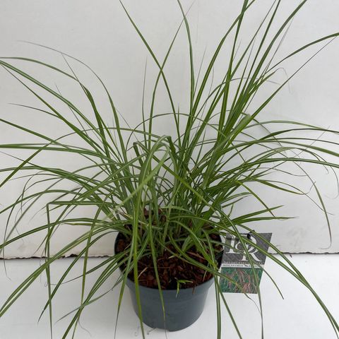 Miscanthus sinensis 'Фламинго'