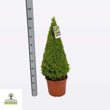 Buxus sempervirens