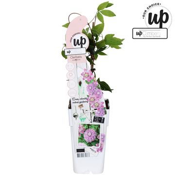 Clematis JOSEPHINE REGAL