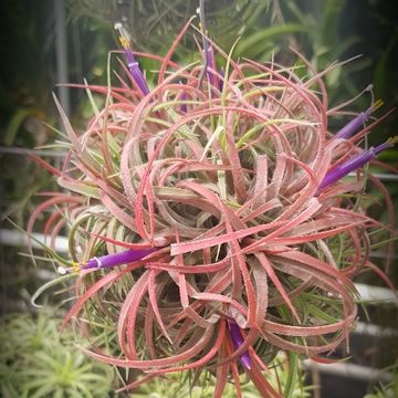 Tillandsia MIX