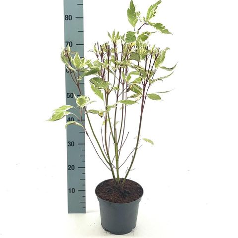 Cornus alba 'Elegantissima'