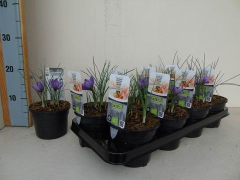 Crocus sativus