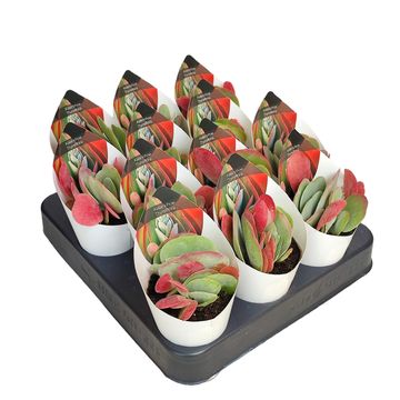 Kalanchoe thyrsiflora