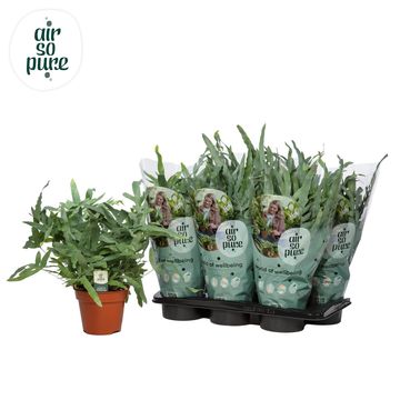 Phlebodium aureum 'Blue Star'
