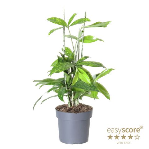 Dracaena surculosa