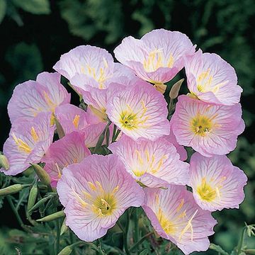 Oenothera speciosa 'Siskiyou'