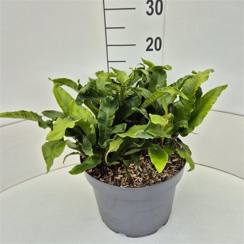 Asplenium scolopendrium