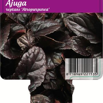 Ajuga reptans 'Atropurpurea'