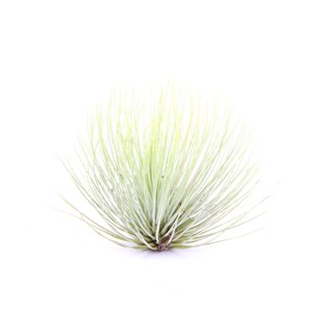 Tillandsia andreana