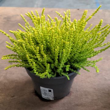 Calluna vulgaris 'Dart's Parrot'