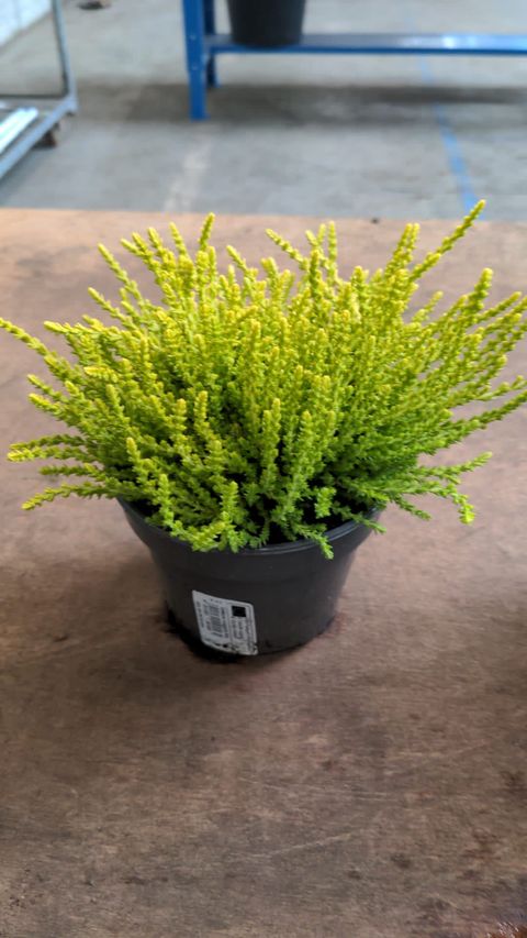 Calluna vulgaris 'Dart's Parrot'