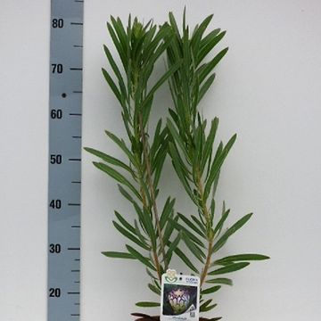 Protea 'White Night'