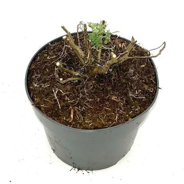 Artemisia 'Powis Castle'