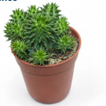 Euphorbia susannae