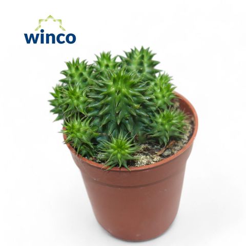 Euphorbia susannae