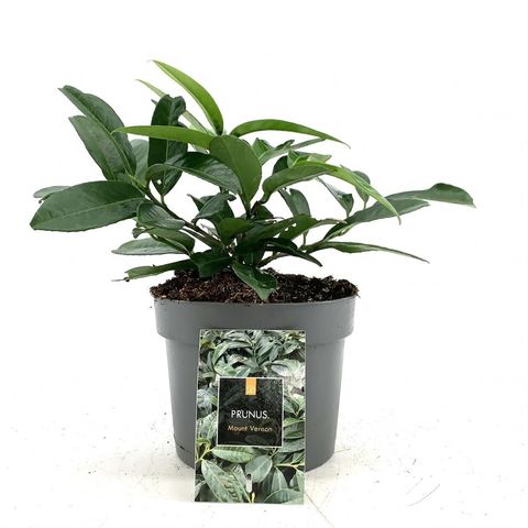 Prunus laurocerasus 'Mount Vernon'