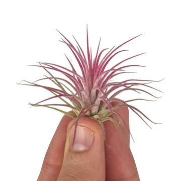 Tillandsia ionantha