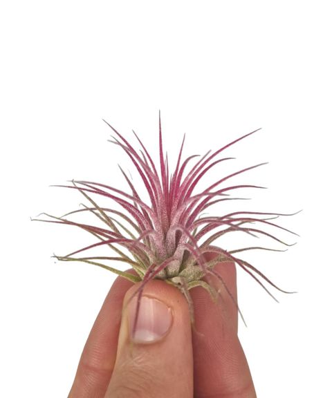 Tillandsia ionantha