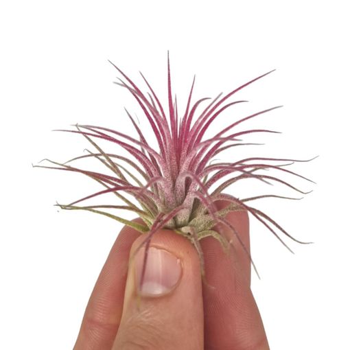 Tillandsia ionantha