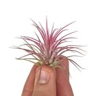 Tillandsia ionantha