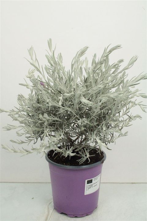 Eremophila nivea