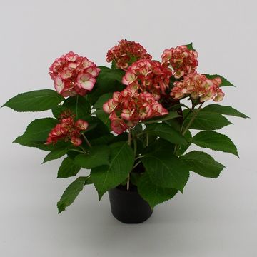 Hydrangea macrophylla HOVARIA RIPPLE