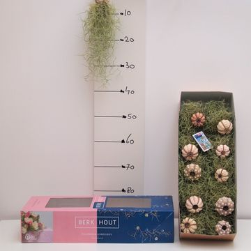 Tillandsia usneoides