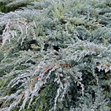 Juniperus squamata 'Blue Carpet'