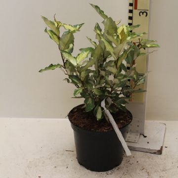 Elaeagnus x ebbingei MARYLINE