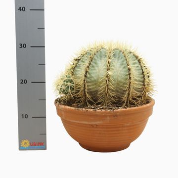 Ferocactus glaucescens