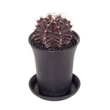 Gymnocalycium PURPLE BLACK