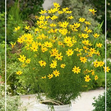 Coreopsis verticillata 'Zagreb'